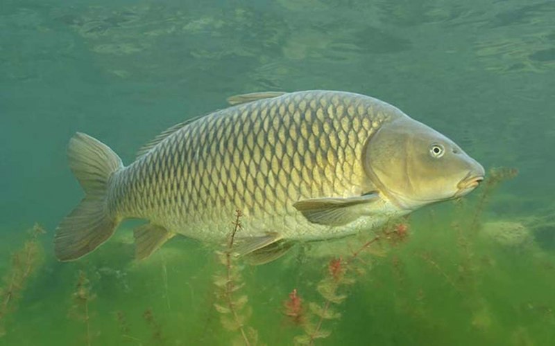 Карп обыкновенный – Cyprinus Carpio