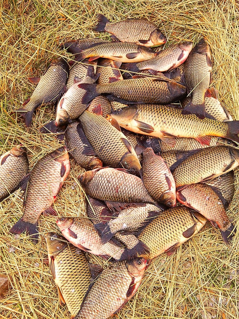 Сазан (Cyprinus Carpio)