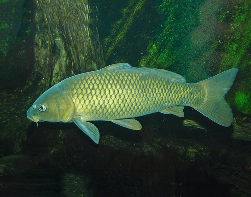 Карп (Cyprinus Carpio)