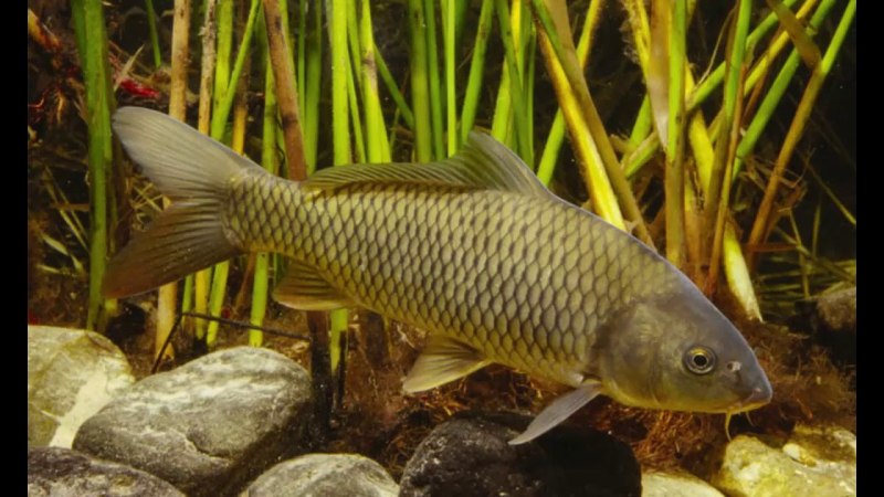 Карп (Cyprinus Carpio)