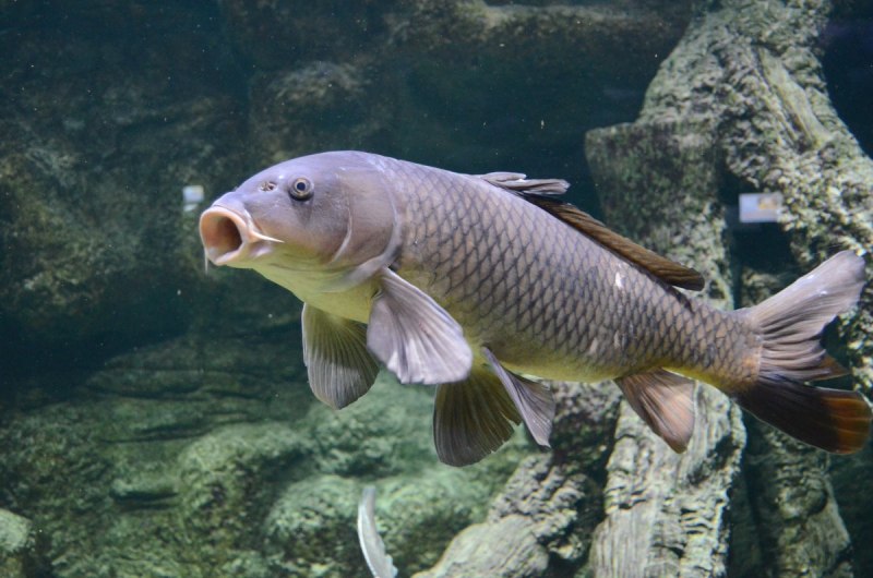 Карп (Cyprinus Carpio)
