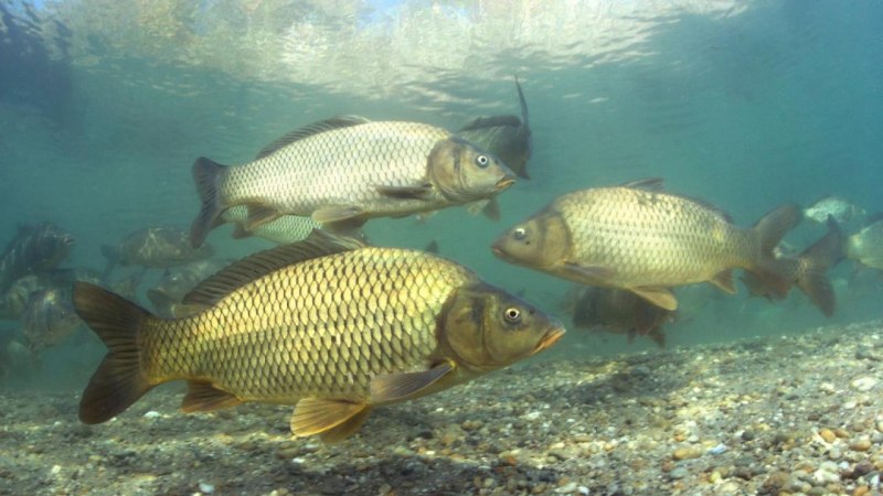 Карп обыкновенный – Cyprinus Carpio