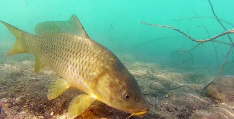 Сазан (Cyprinus Carpio)