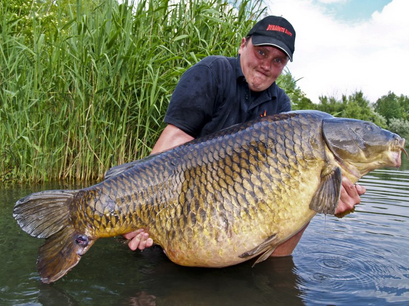 Сазан (Cyprinus Carpio)