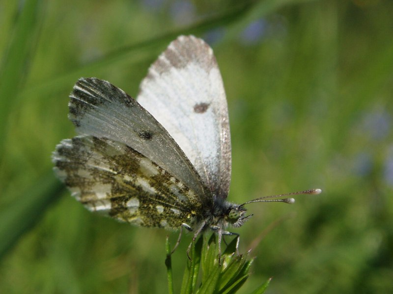 Белянка рапсовая (Pontia daplidice)