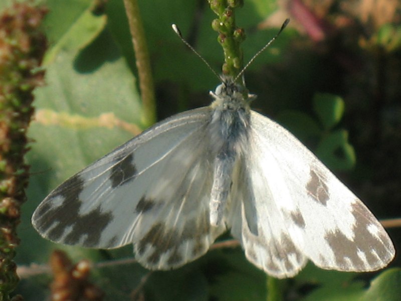 Pontia edusa