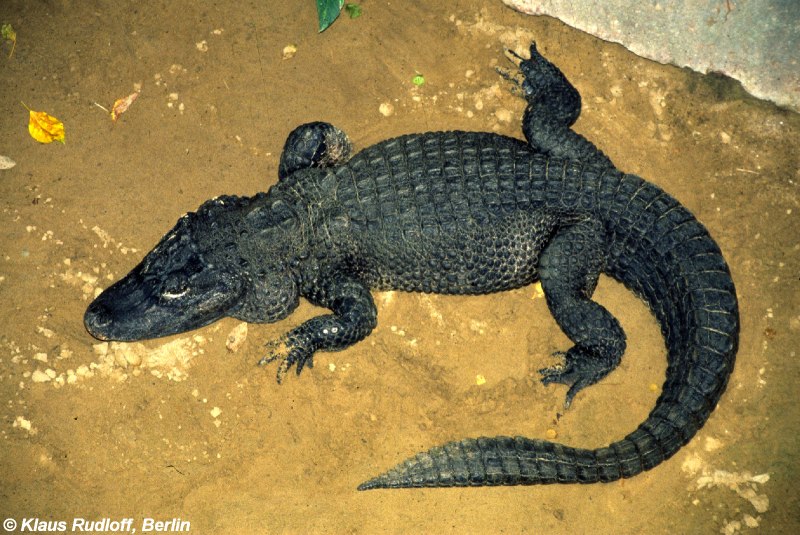 Китайский Аллигатор a. sinensis