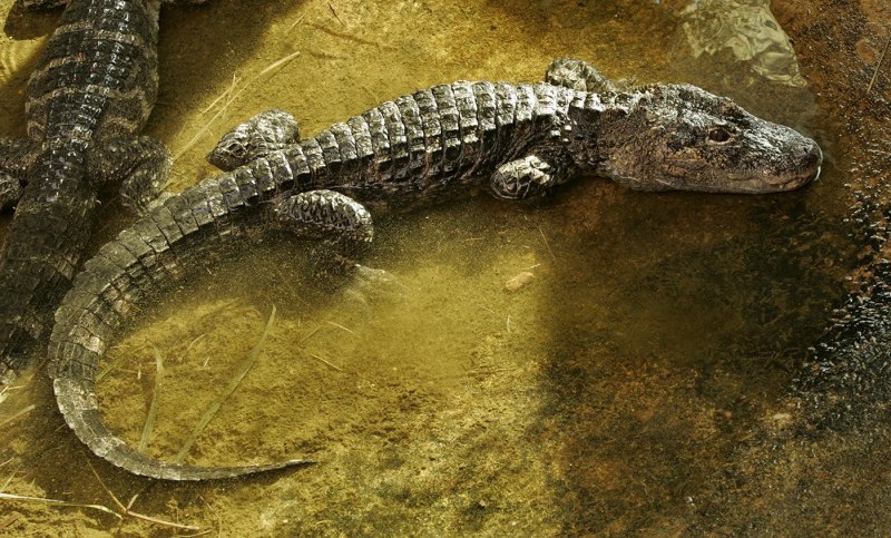 Alligator sinensis