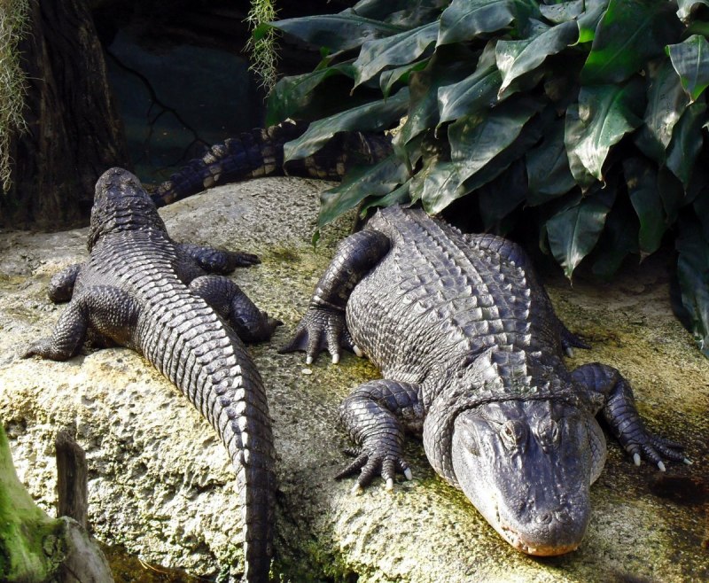Alligator mississippiensis американский Аллигатор