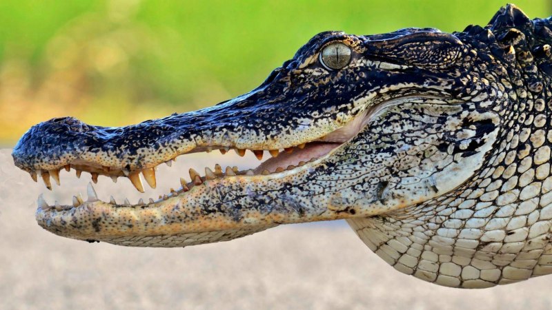 Alligator mississippiensis американский Аллигатор