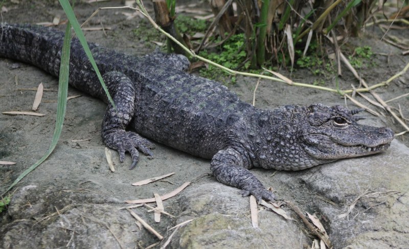 Alligator sinensis