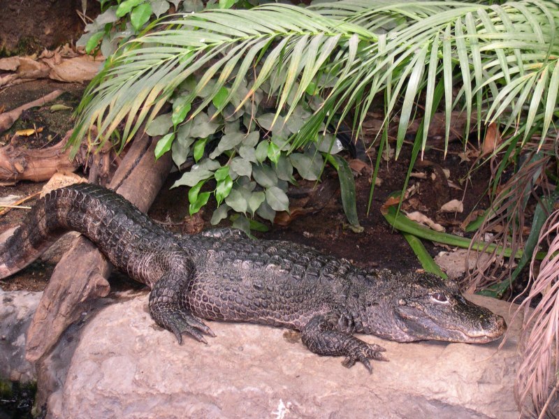Китайский Аллигатор a. sinensis