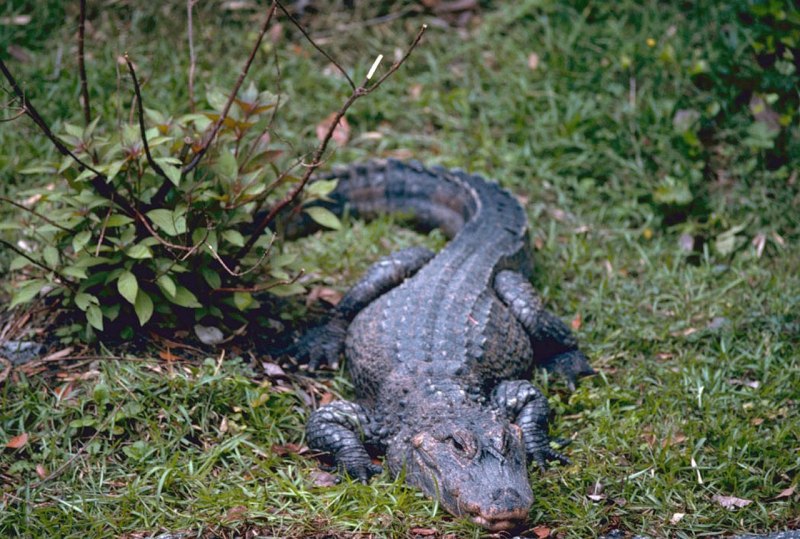 Alligator sinensis