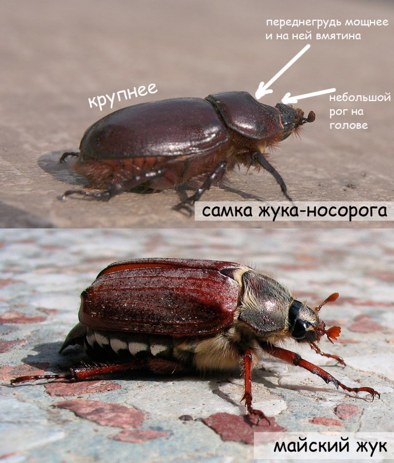 Жук носорог хрущ Майский