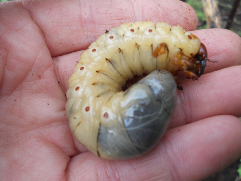 Chalcosoma Chiron Жук