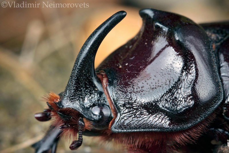 Eupatorus gracilicornis
