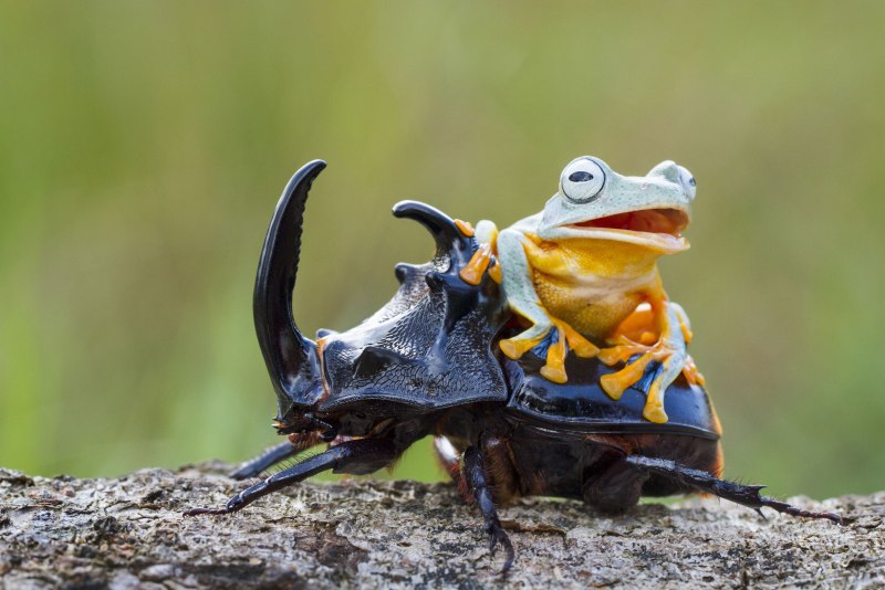 Жук носорог самка и самец