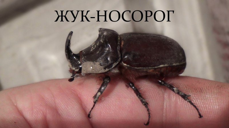 Японский Жук носорог