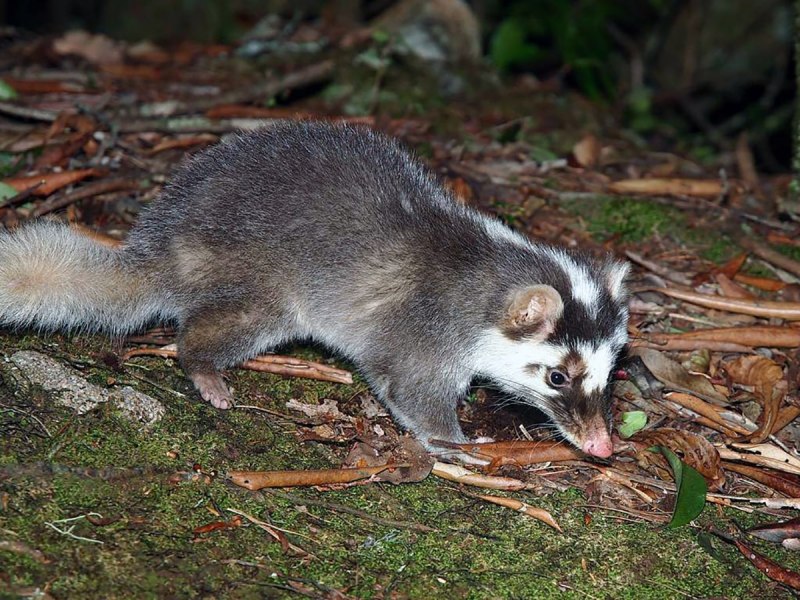 Melogale moschata