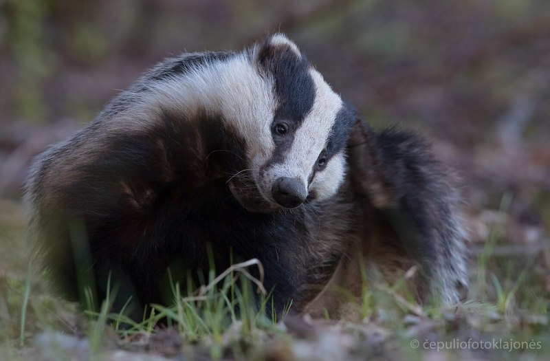 Badger Badger Badger