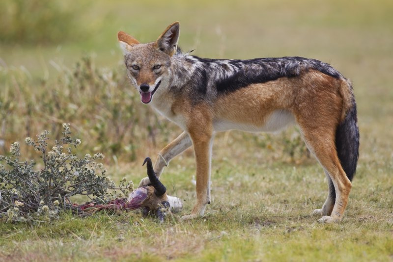 Чепрачный Шакал canis mesomelas