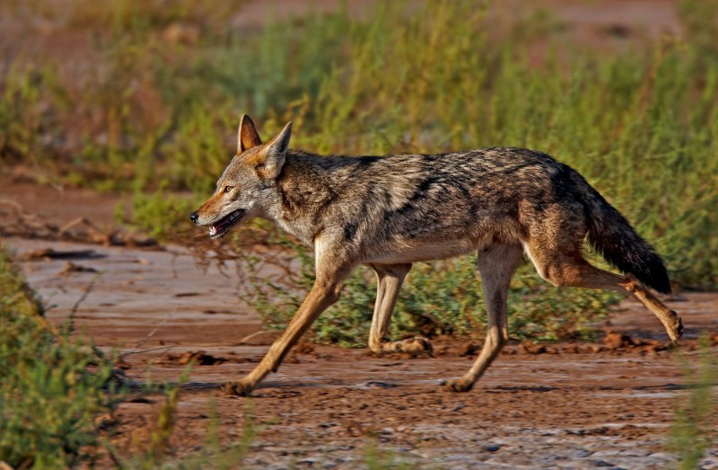 Обыкновенный Шакал (canis aureus)