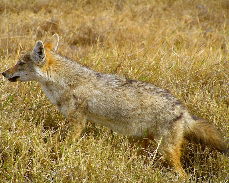 Обыкновенный Шакал (canis aureus)