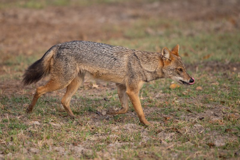 Обыкновенный Шакал (canis aureus)