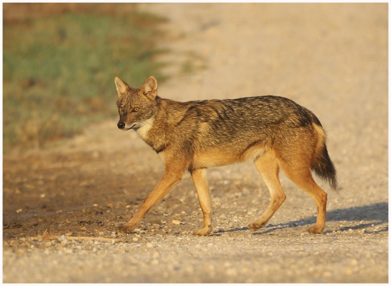 Обыкновенный Шакал (canis aureus)