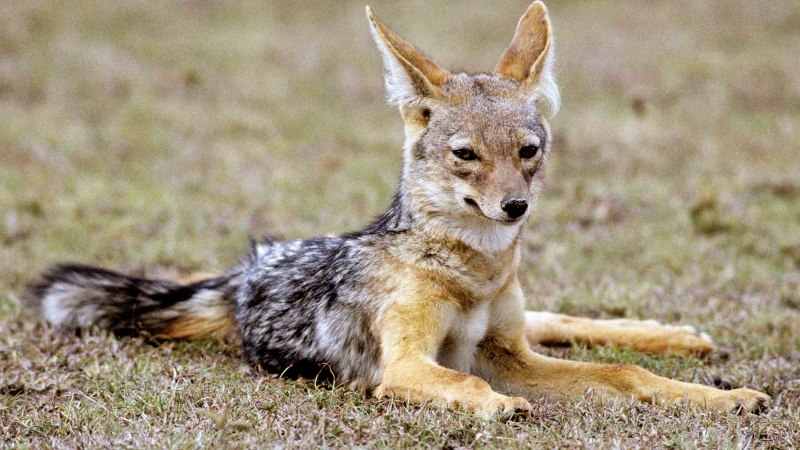 Обыкновенный Шакал (canis aureus)