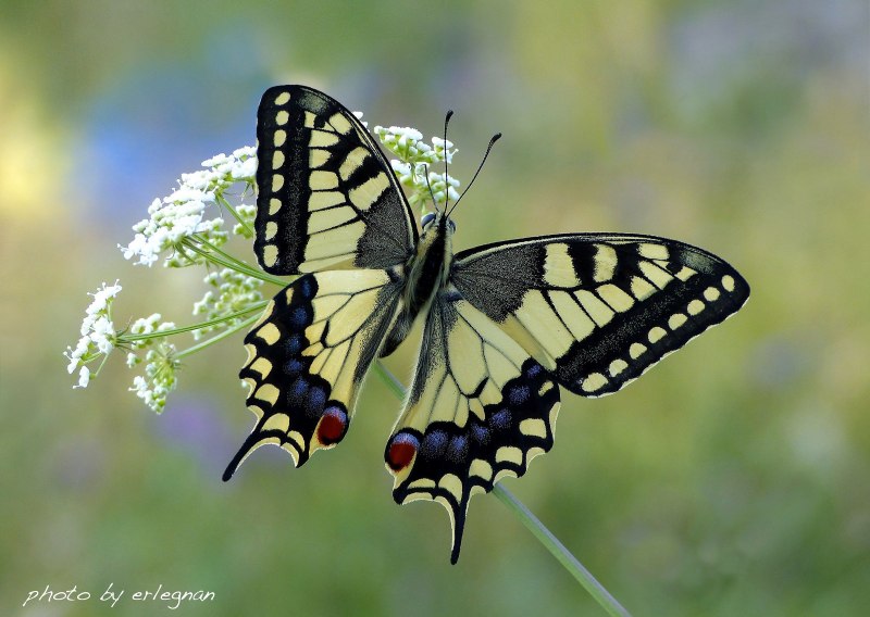 Бабочка Saturnia Pavonia
