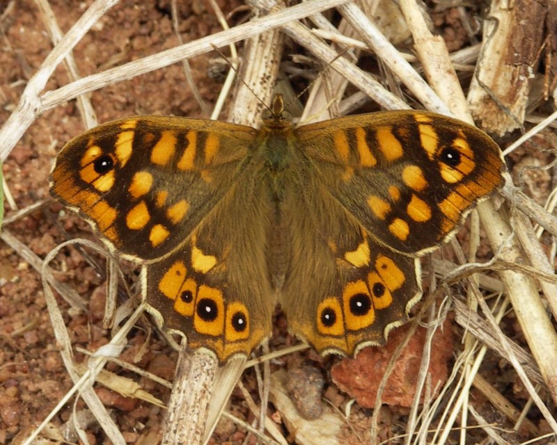 Pieris brassicae