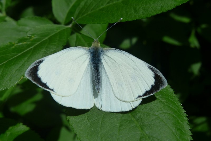 Gonepteryx rhamni лимонница
