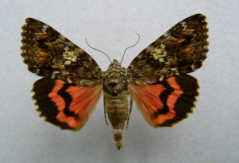 Бабочка Saturnia Pavonia