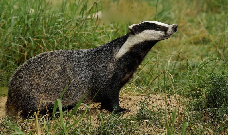 Американские Барсуки (Taxidea Taxus)