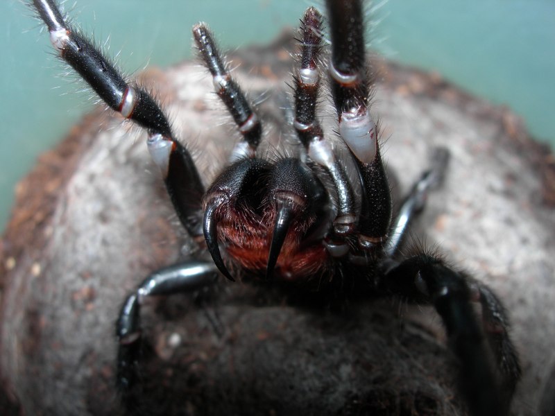 Atrax robustus паук