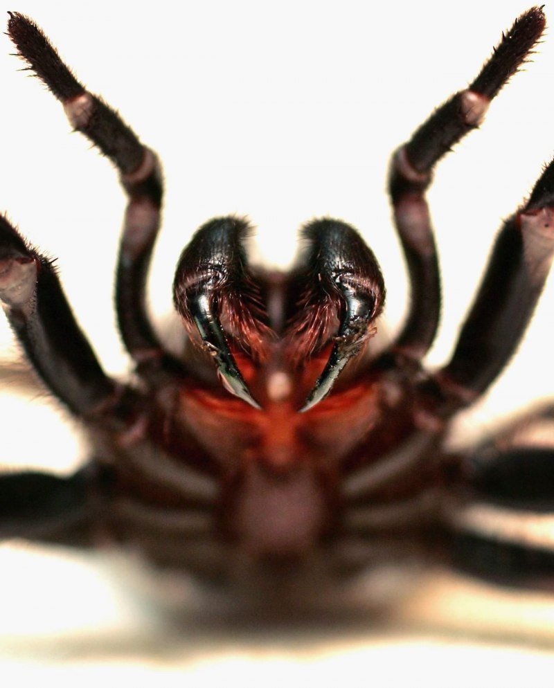 Funnel web Spider