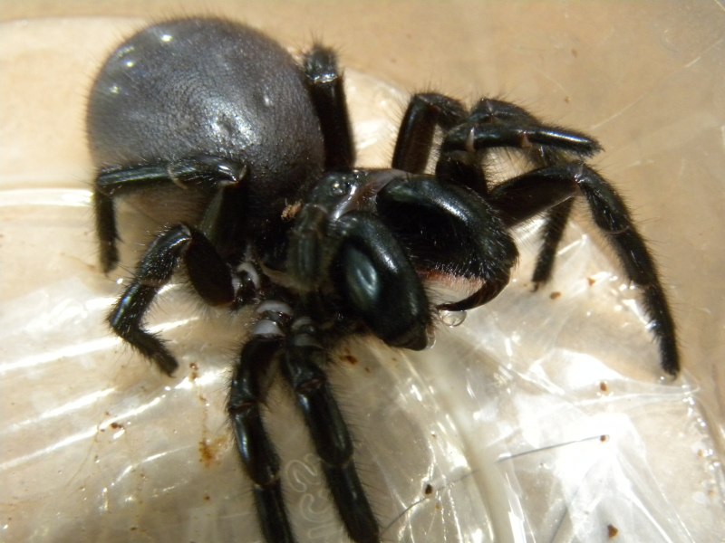 Atrax robustus паук