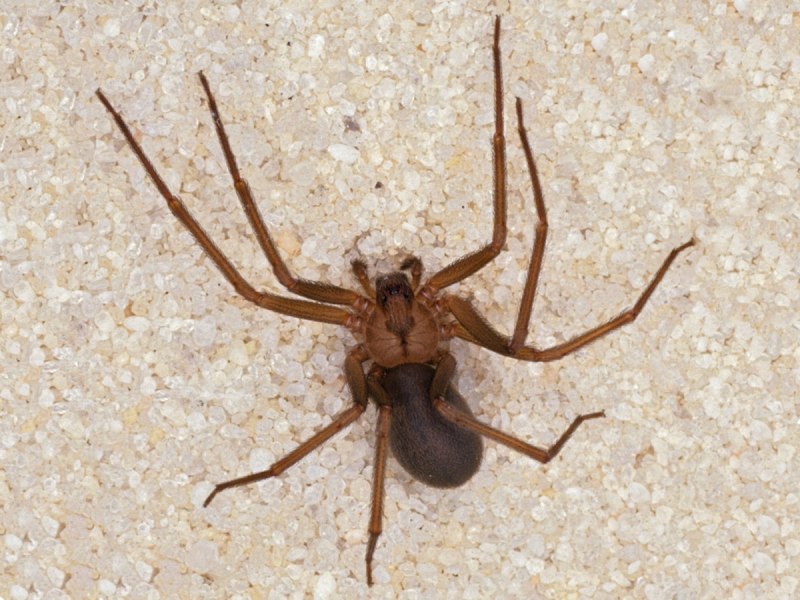 Agelena labyrinthica паутина