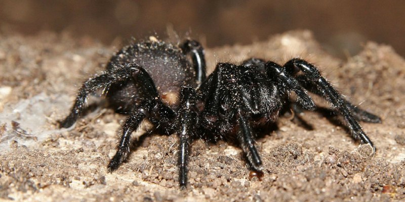 Missulena occatoria