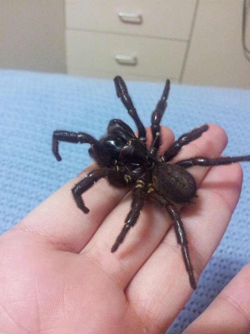 Funnel web паук