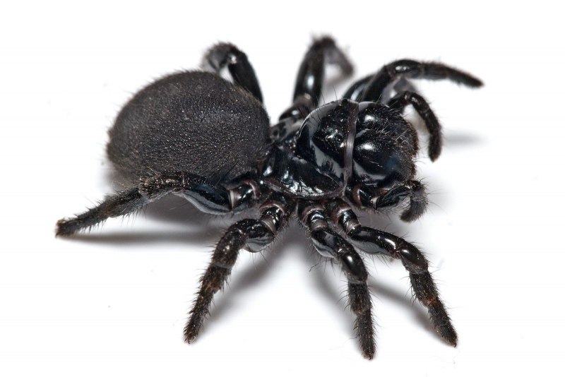 Atrax robustus паук