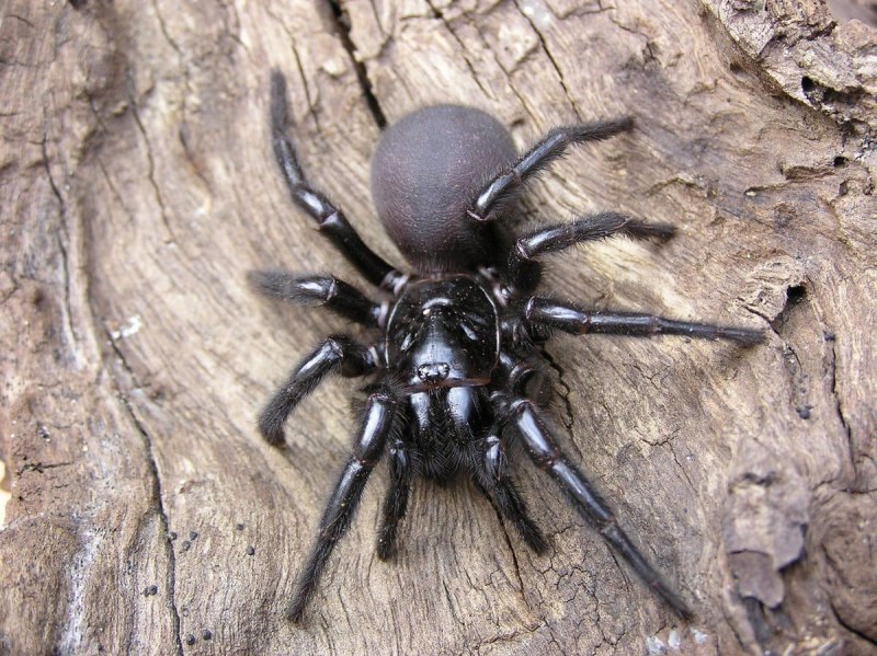 Сиднейский лейкопаутинный паук (64 фото)