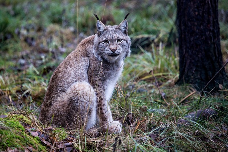 Национальный парк Куршская коса Лось (alces alces)