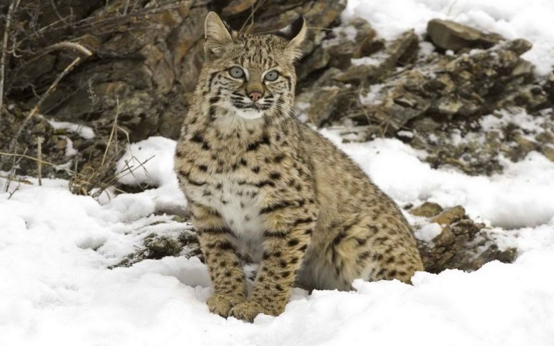 Рысь обыкновенная Lynx Lynx Linnaeus, 1758
