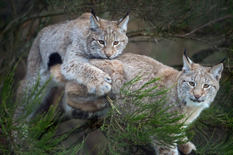 Обыкновенная Рысь Lynx Lynx
