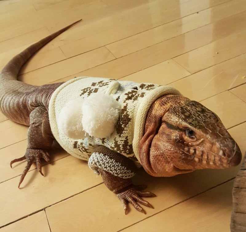 Тэгу Варан