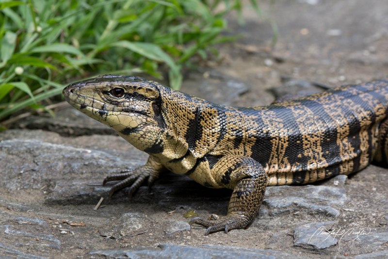 Tupinambis merianae