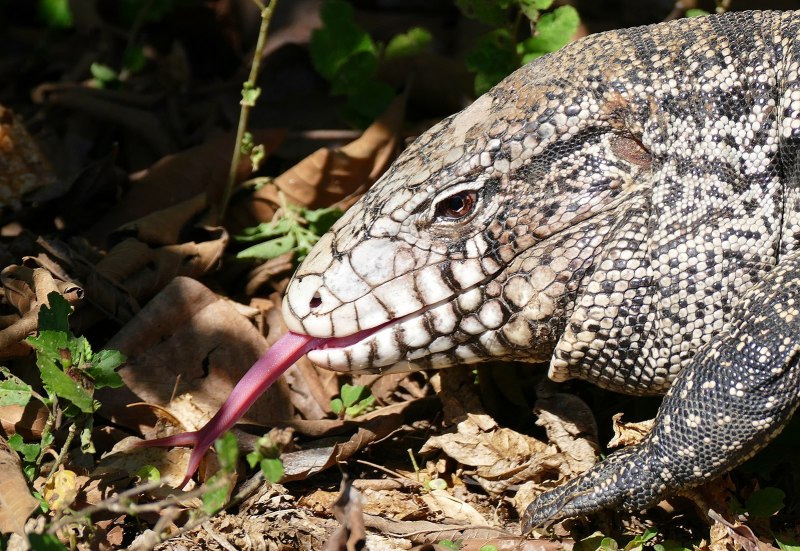 Tupinambis merianae