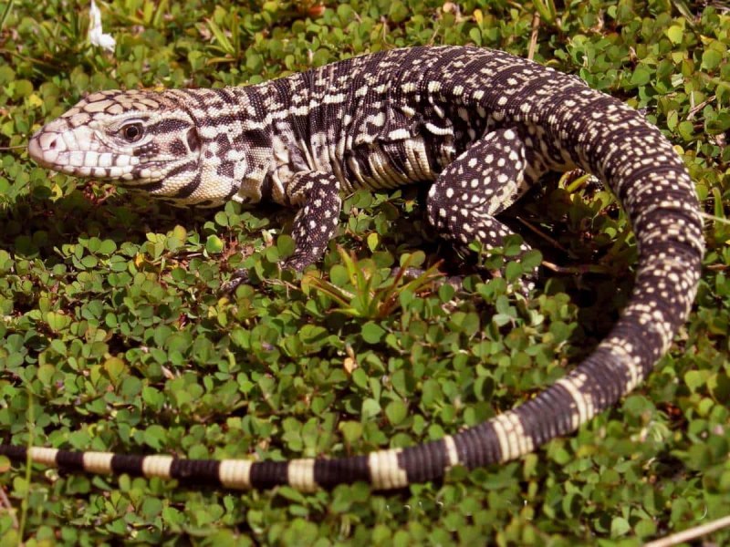Tupinambis merianae